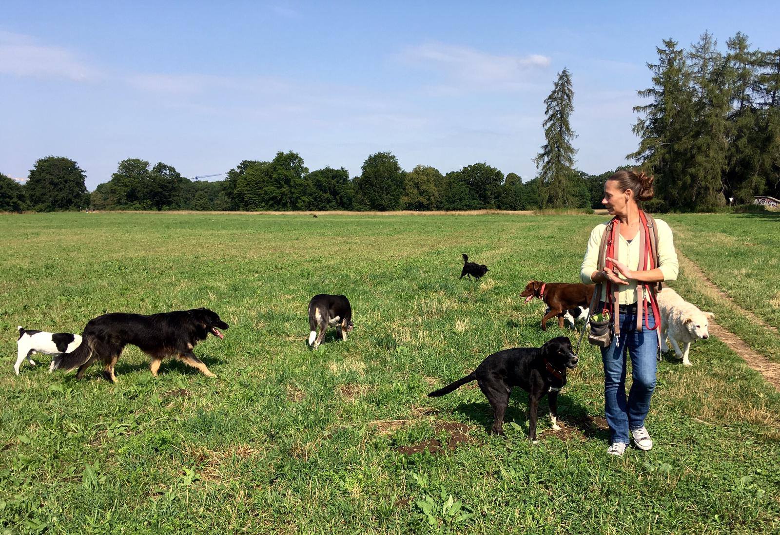 Mehrere Hunde stehen entspannt zusammen