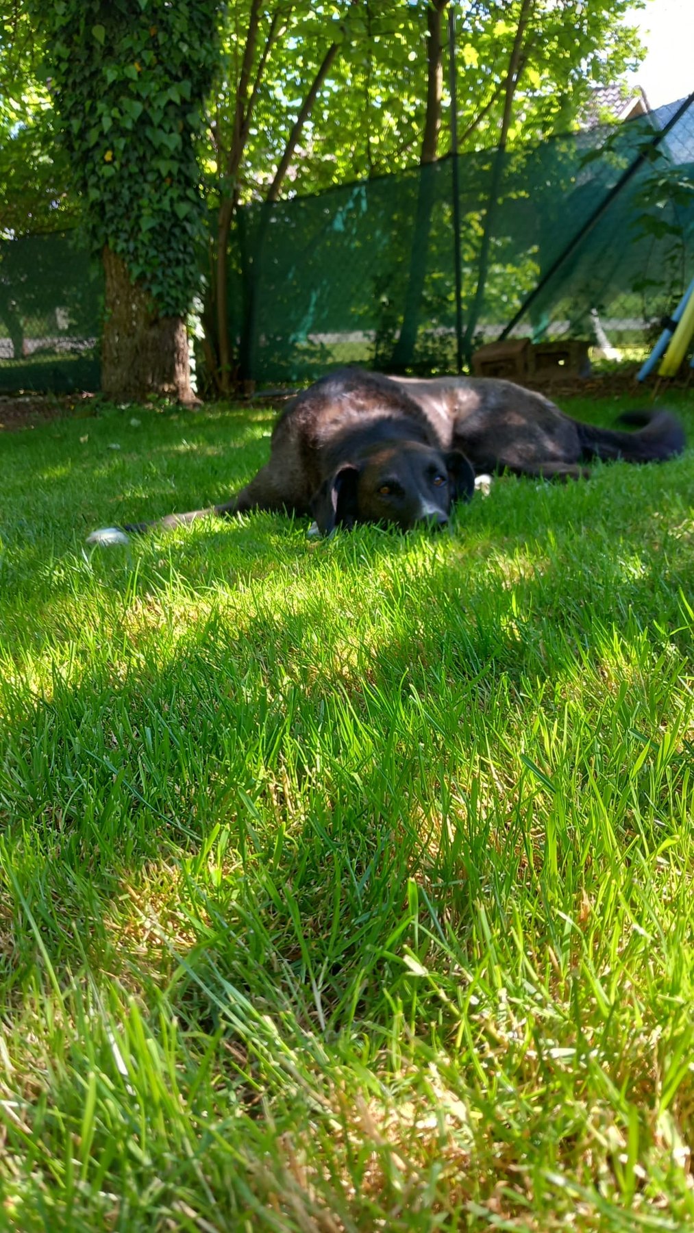 Hund unterwegs und im Alltag der Hundebetreuung Altenburg