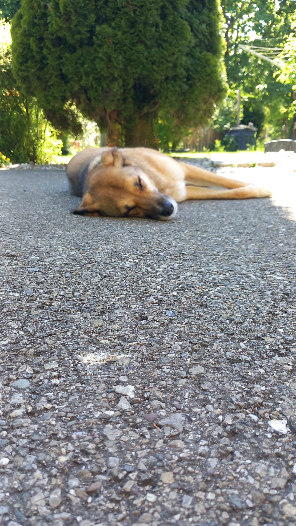Hund unterwegs und im Alltag der Hundebetreuung Altenburg