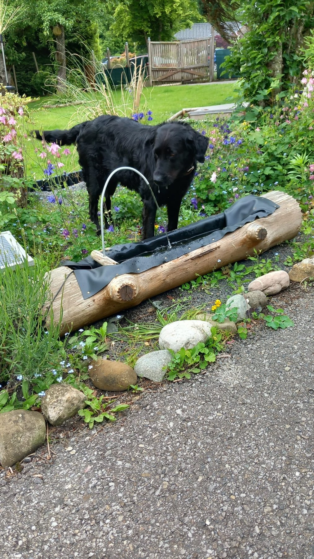 Hund unterwegs und im Alltag der Hundebetreuung Altenburg