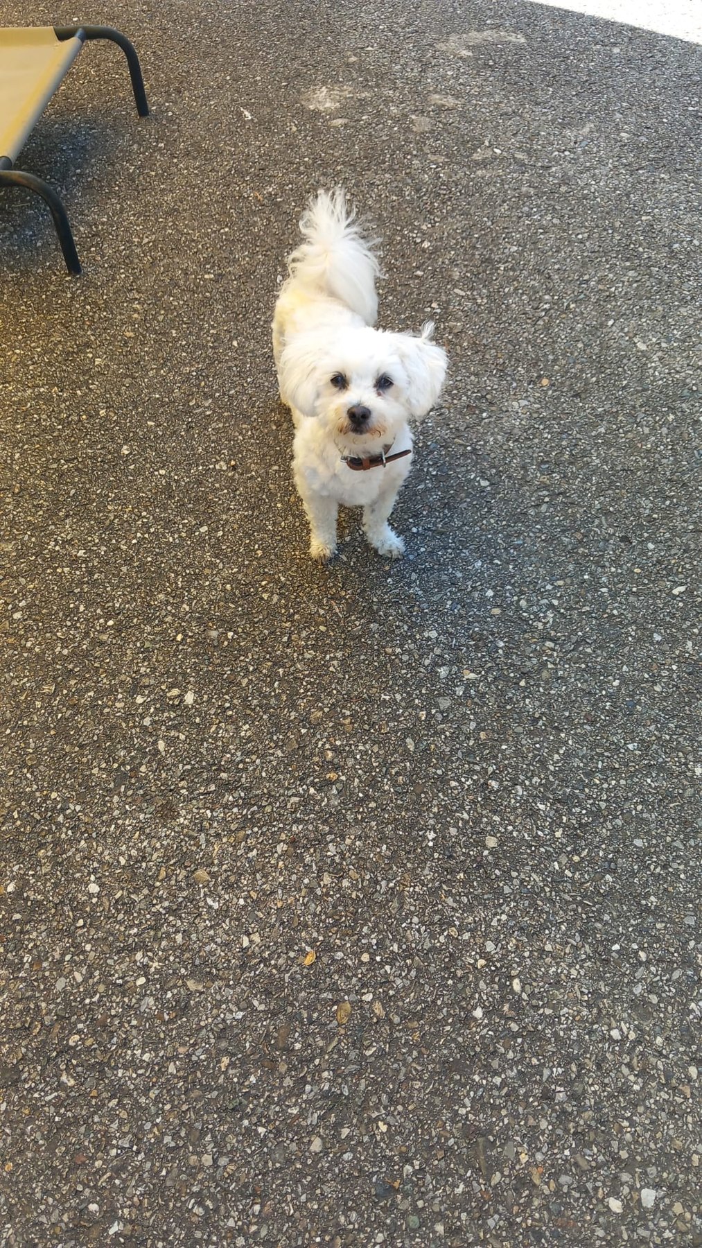 Hund unterwegs und im Alltag der Hundebetreuung Altenburg