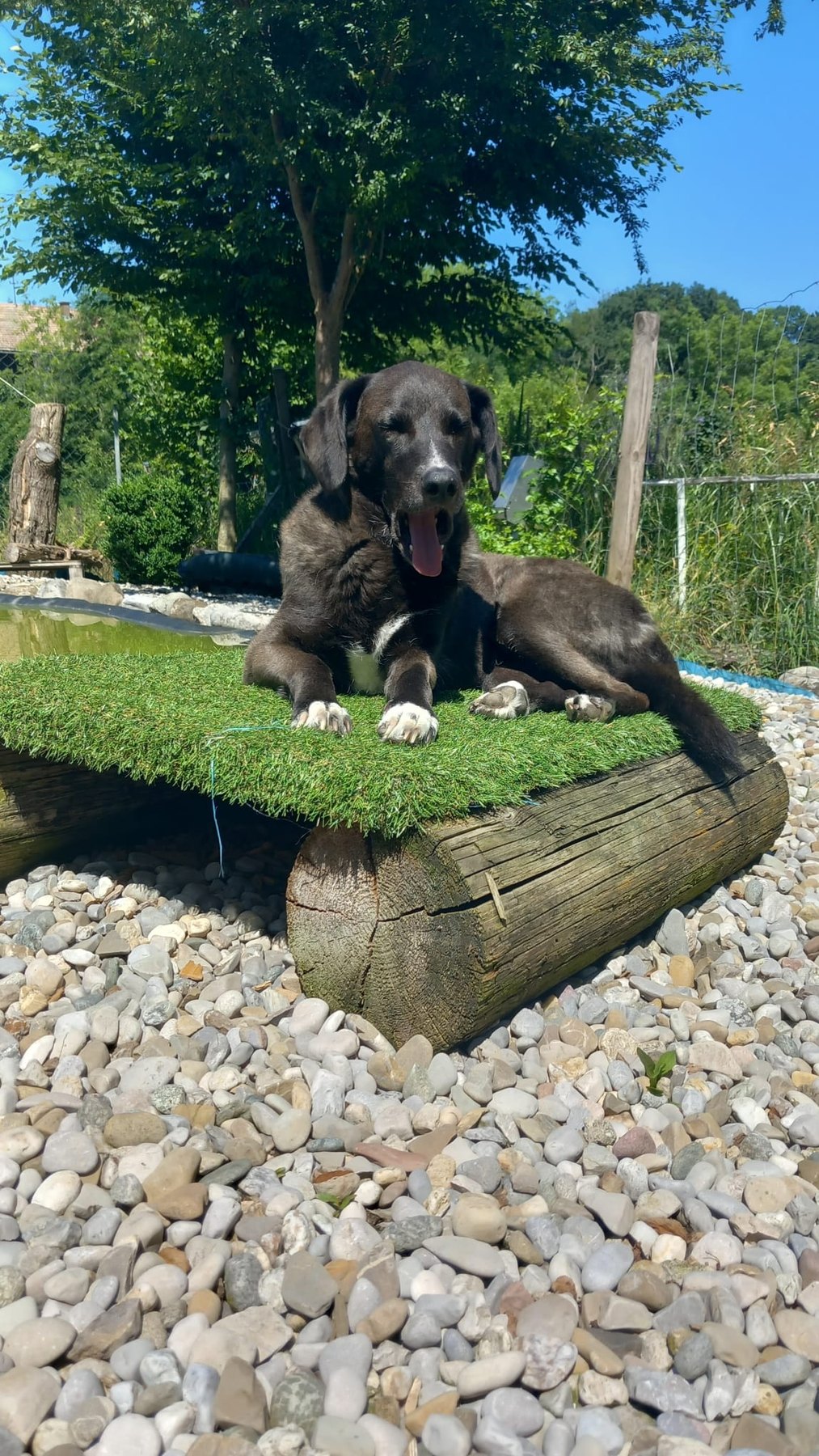 Hund unterwegs und im Alltag der Hundebetreuung Altenburg