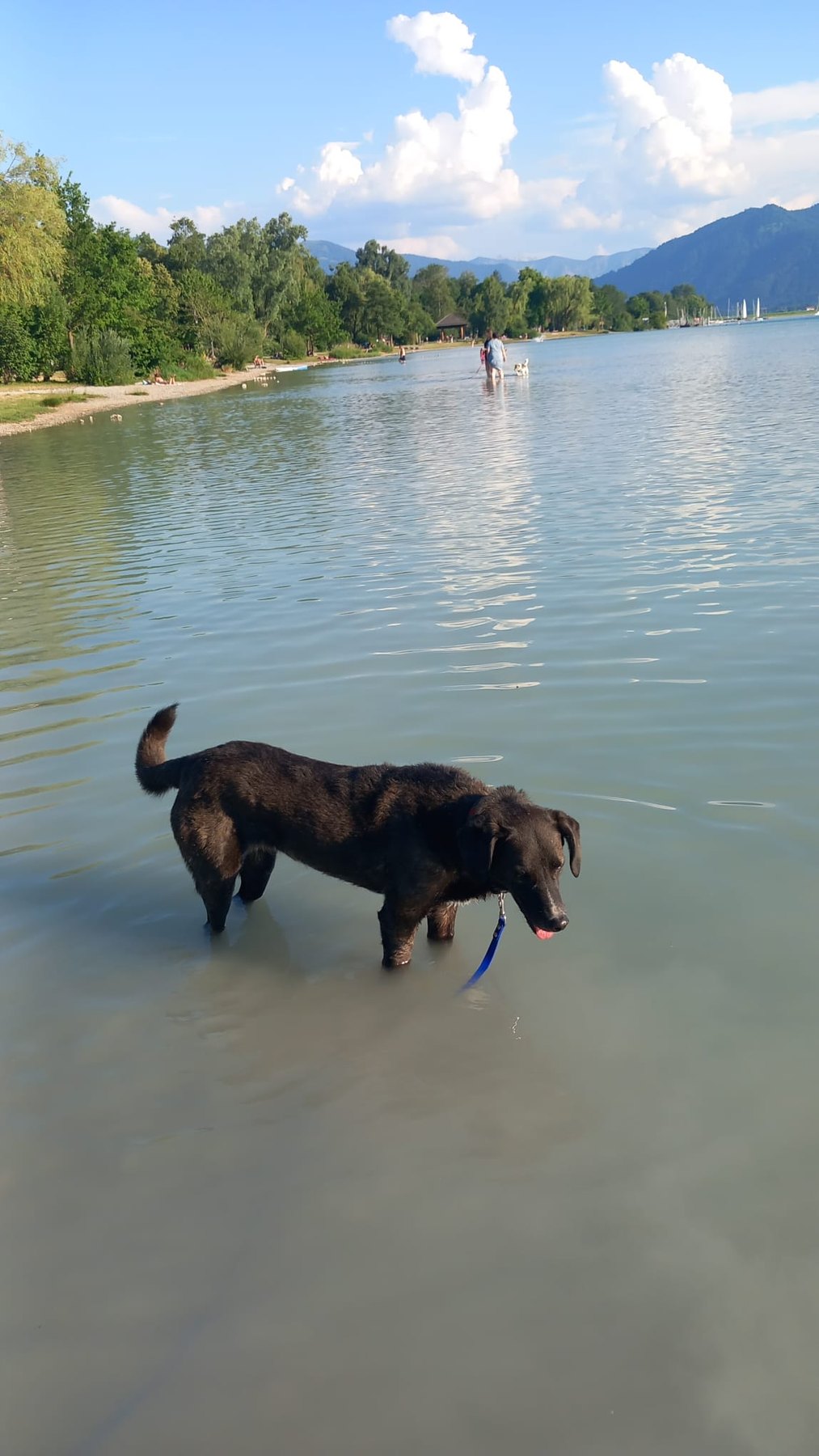 Hund unterwegs und im Alltag der Hundebetreuung Altenburg