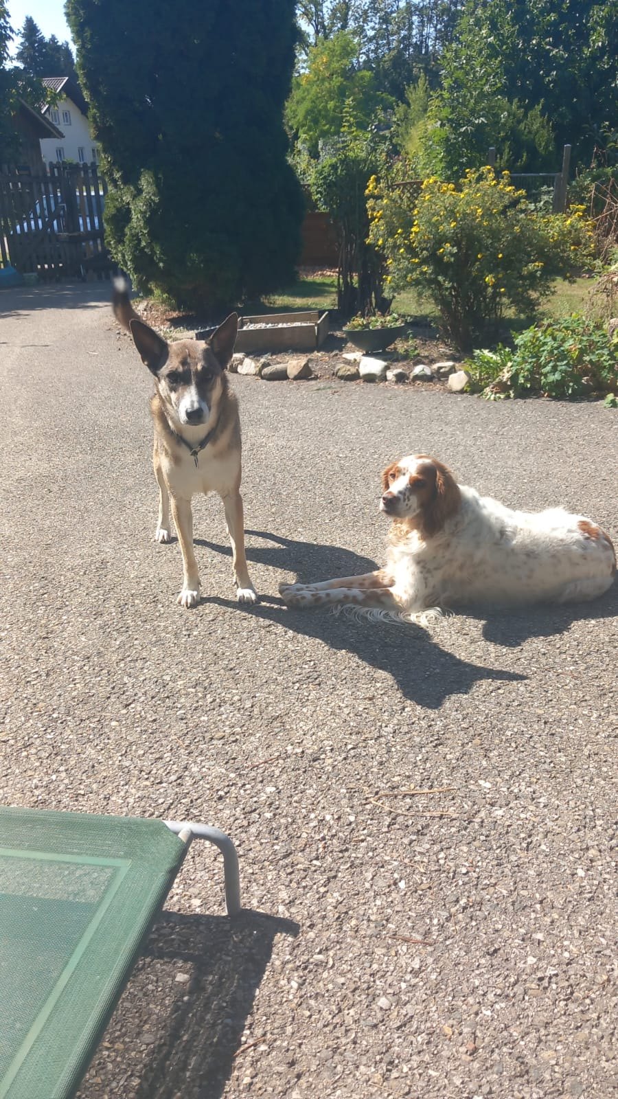 Hund unterwegs und im Alltag der Hundebetreuung Altenburg