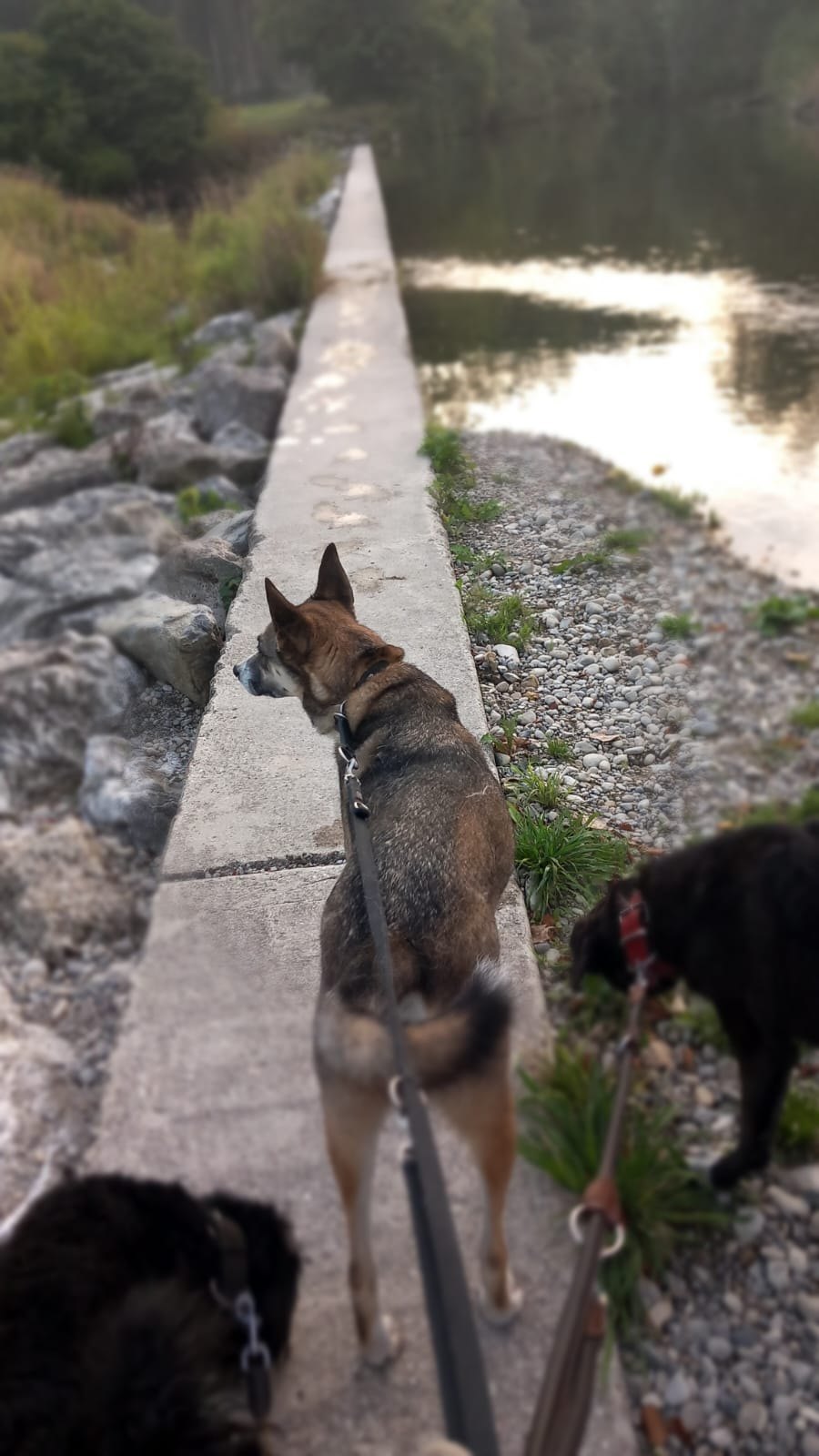 Hund unterwegs und im Alltag der Hundebetreuung Altenburg