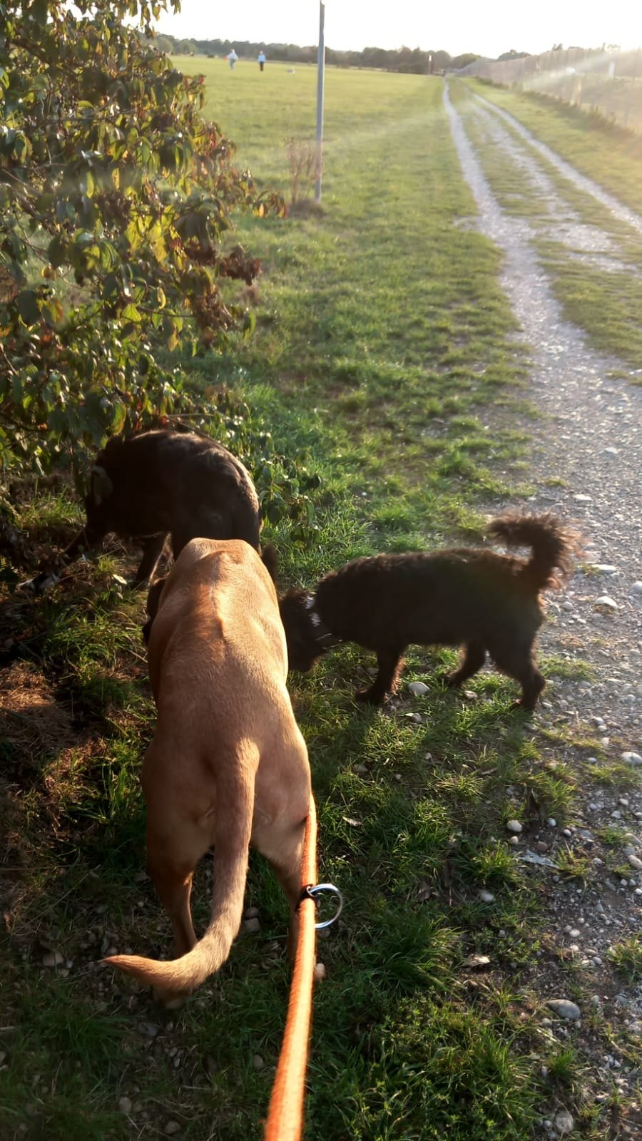 Hund unterwegs und im Alltag der Hundebetreuung Altenburg