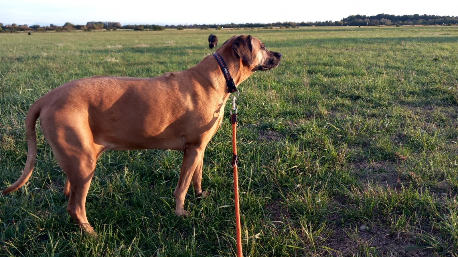 Hund unterwegs und im Alltag der Hundebetreuung Altenburg
