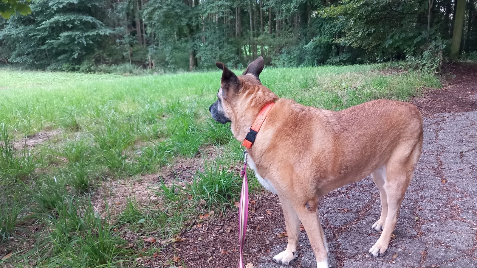 Hund unterwegs und im Alltag der Hundebetreuung Altenburg