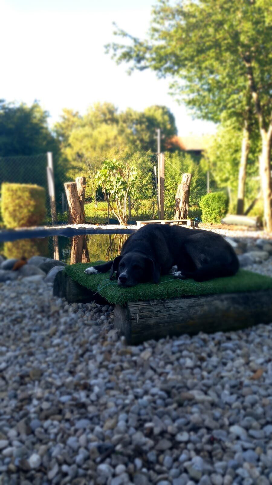 Hund ruht am flachen Hundeteich