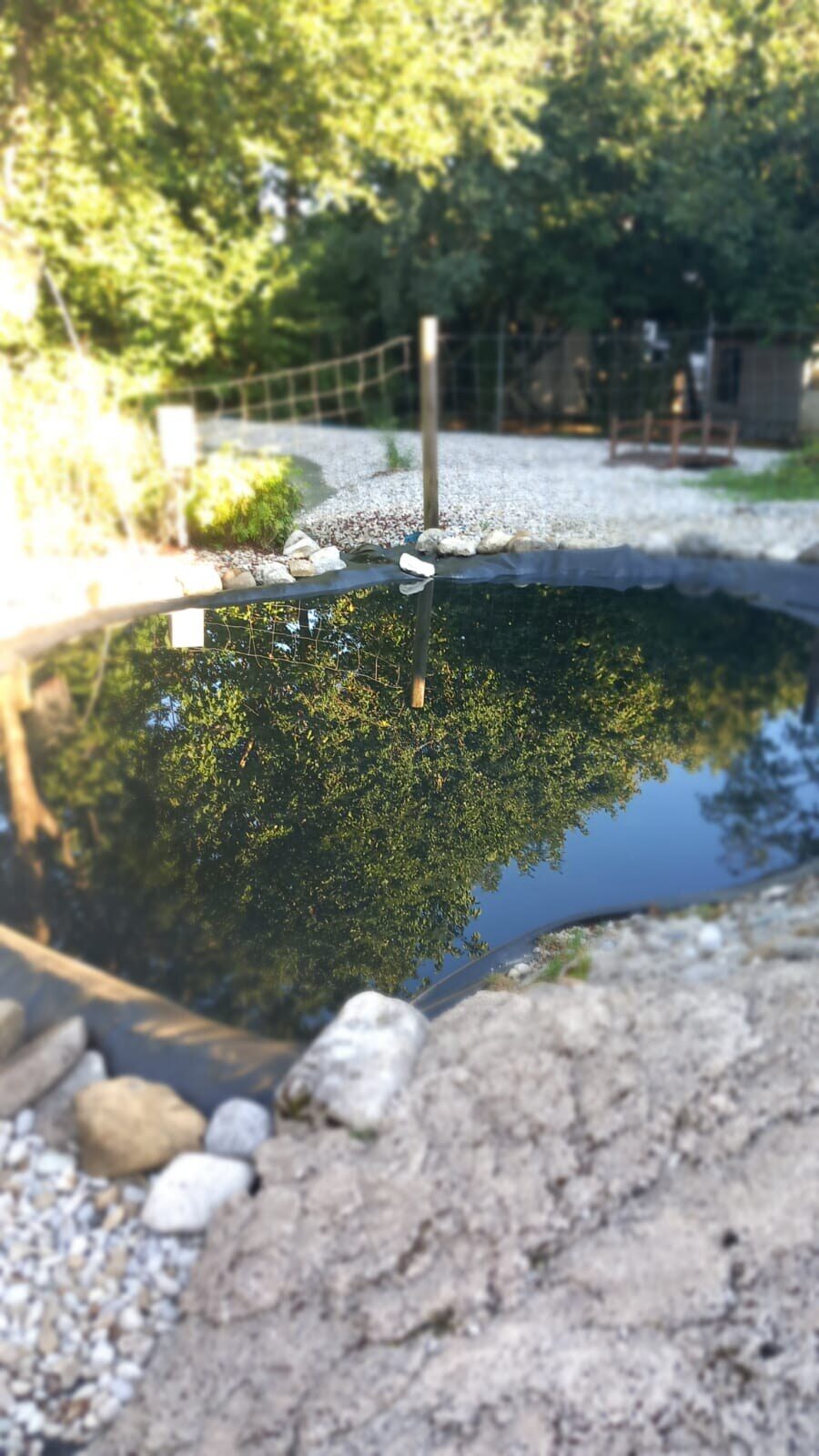 Spiegelung der Bäume im Hundeteich