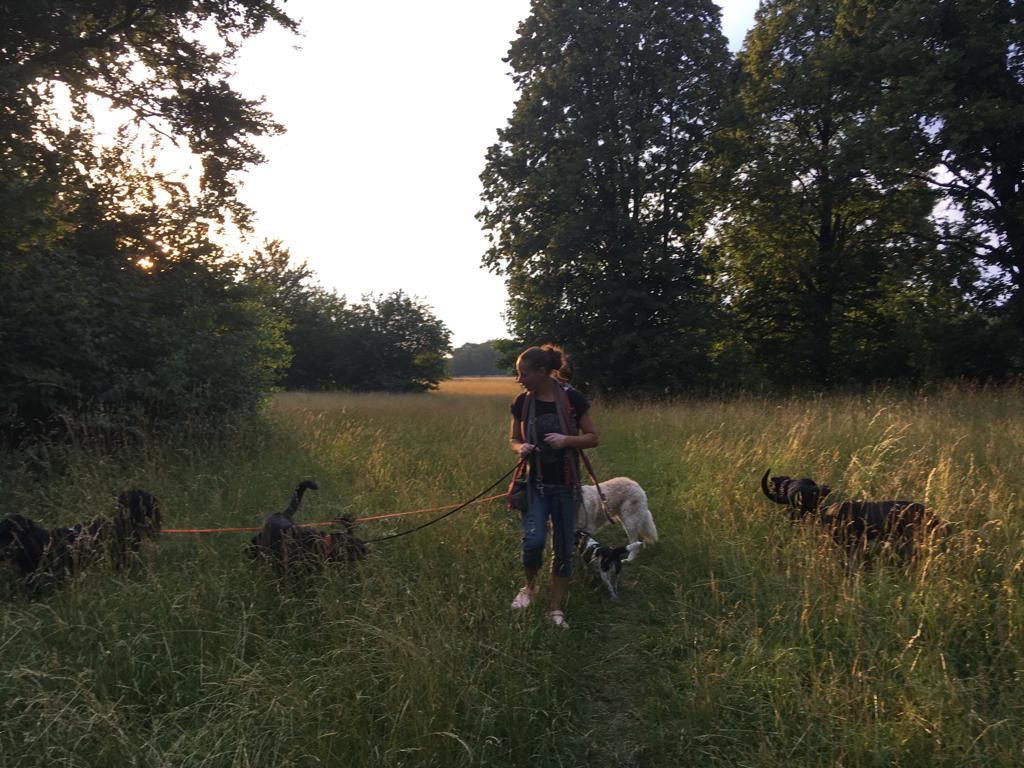 Eindruck vom Gelände und Alltag der Hundebetreuung Altenburg