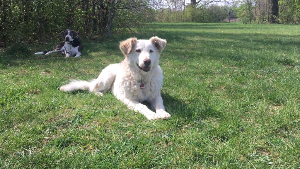 Hunde entspannen gemeinsam im Haus